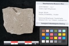 Foto (Objekt + Etikett) von Zostera ungeri Ettingshausen (NHMW-GEO-2024-0188-6657)